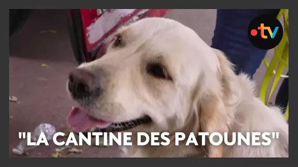 "La cantine des patounes", une association pour aider les propriétaires d'animaux domestiques