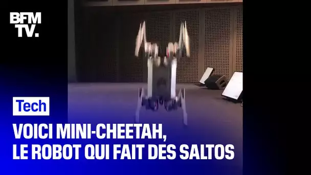 Nous avons rencontré 'Mini-Cheetah', le robot qui sait faire un saut périlleux