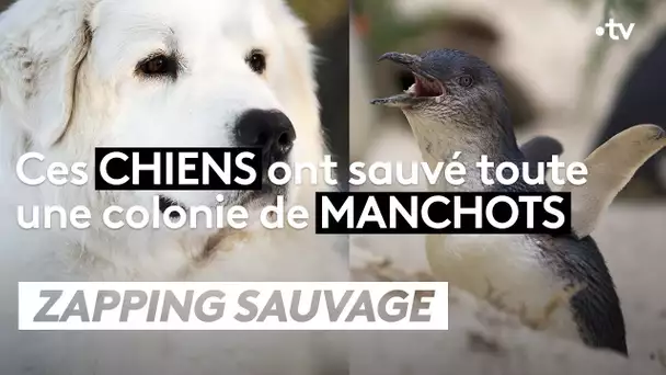Ces chiens ont sauvé une colonie de manchots - ZAPPING SAUVAGE