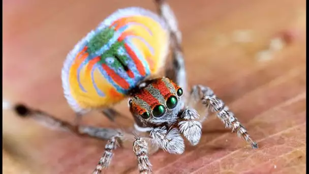 Cette araignée danse pour sauver sa vie ! - ZAPPING SAUVAGE