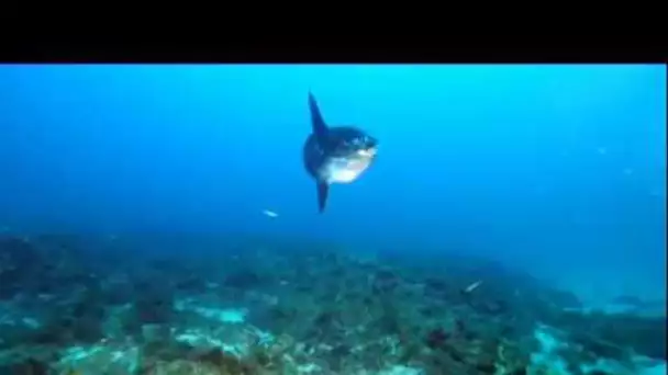 La face cachée du poisson lune