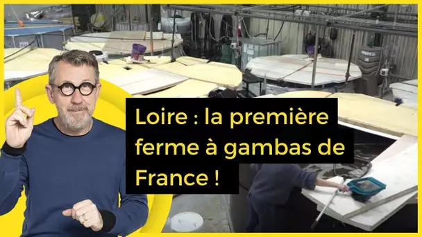 Loire : la première ferme à gambas de France ! - C Jamy