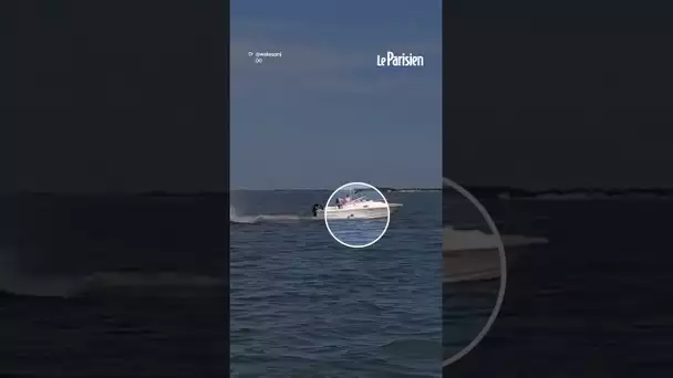 États-Unis : une baleine percute un bateau de plaisance et meurt
