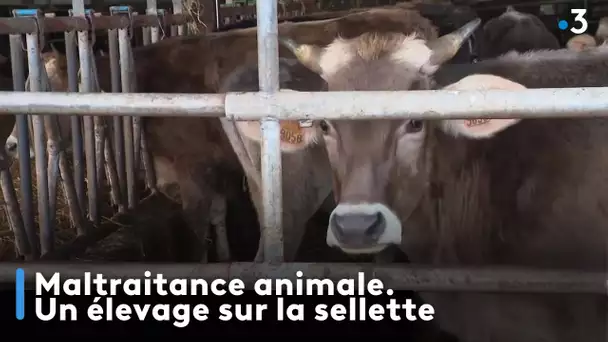 Un élevage du Finistère sur la sellette suite à de la maltraitance animale