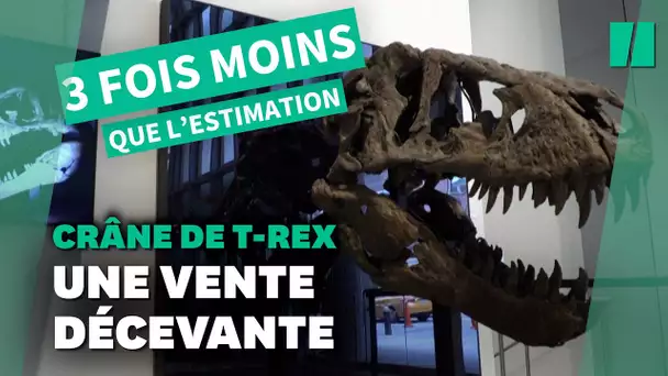 Ce crâne de T-Rex a été vendu aux enchères bien en-dessous du montant estimé