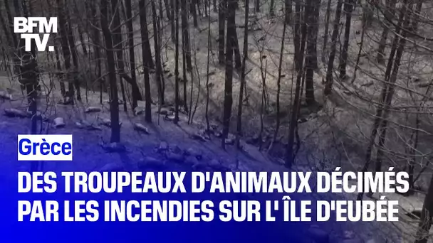 Grèce: des troupeaux d'animaux décimés par les incendies sur l'Île d'Eubée