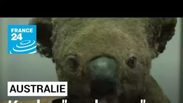 L'Australie considère les koalas "en danger" • FRANCE 24