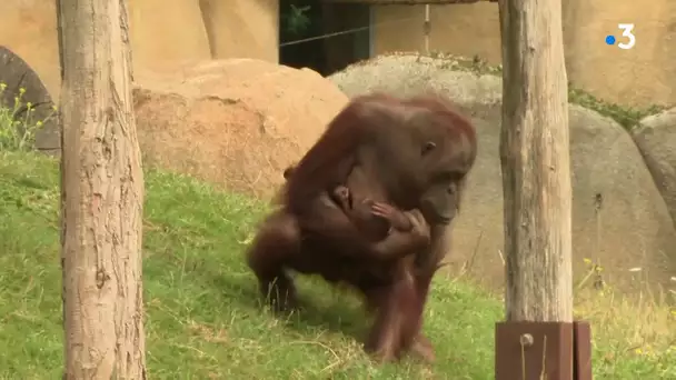 Un bébé orang-outan de Bornéo est né au zoo de La Palmyre