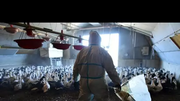 Grippe aviaire : risque "élevé" en France, les éleveurs appelés à confiner les volailles