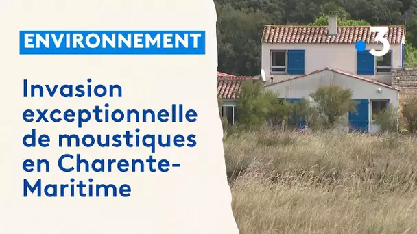 Invasion exceptionnelle de moustiques en Charente-Maritime