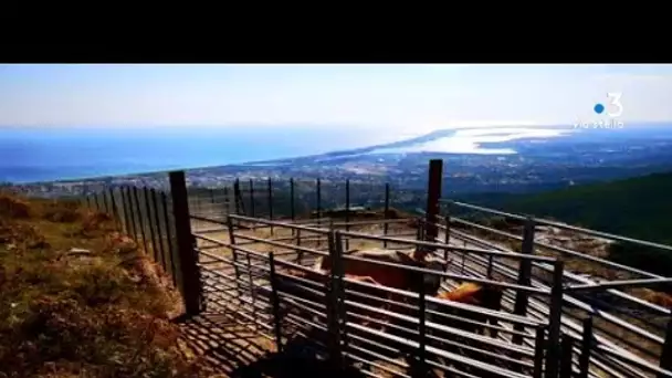 Un enclos pour capturer les vaches en divagation à Bastia