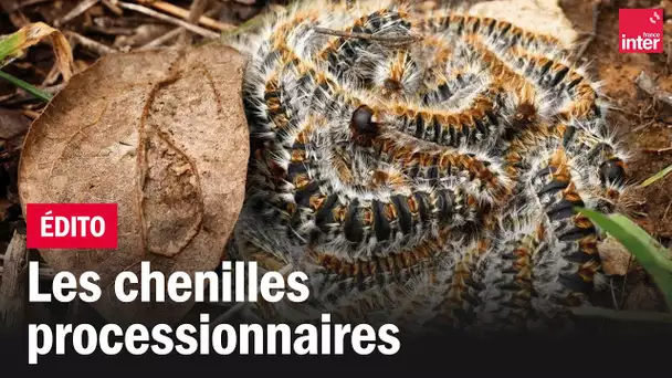 A la queuleuleu : voilà les chenilles processionnaires !