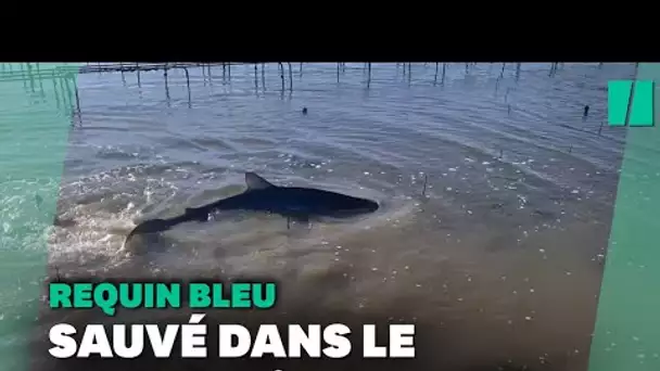 Dans le bassin d’Arcachon, un requin sauvé par un ostréiculteur