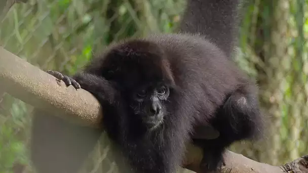 Ce couple va vivre sa passion des animaux sauvages en Equateur