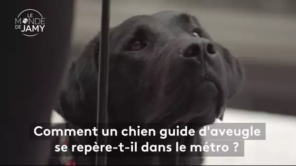 Le meilleur du monde de Jamy – Comment un chien guide d’aveugle se repère dans le métro ?