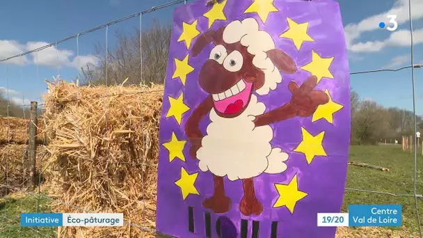 Nazelles-Negraon : des moutons pour entretenir un terrain de 6000m2, une méthode écologique