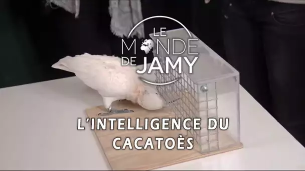 Figaro, un cacatoès plus qu&#039;intelligent ! - Le meilleur du monde de Jamy