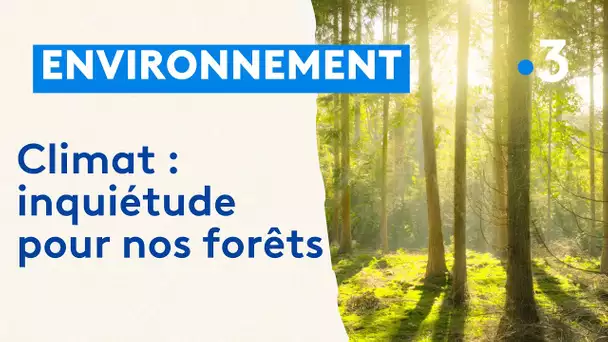 Changement climatique : nos forêts sont fragilisées