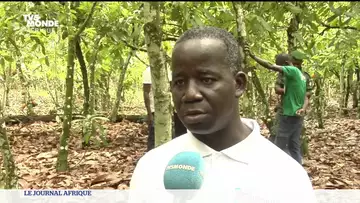 CIV : L'agroforesterie pour lutter contre la déforestation