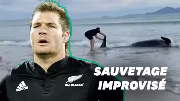 En Nouvelle-Zélande, cette légende des All Blacks sauve une baleine échouée