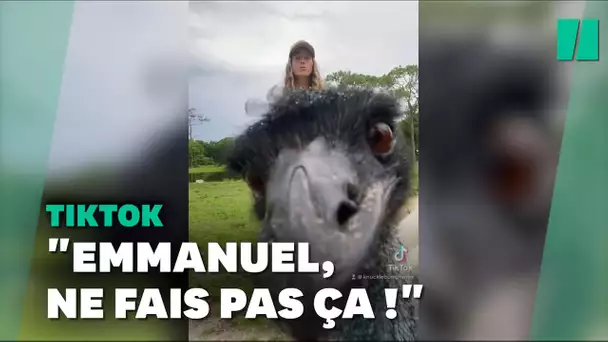 Avec ses coups de sang, Emmanuel l'émeu, nouvelle mascotte de TikTok