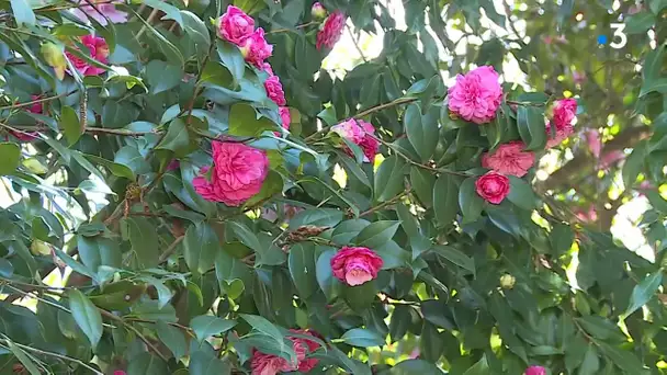 Alès : le parc floral magnifique aux couleurs du printemps