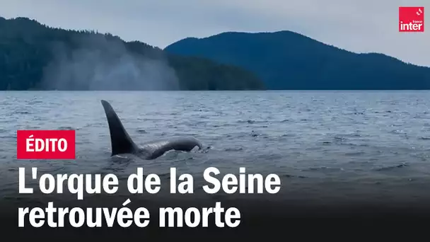 L'orque de la Seine retrouvée morte