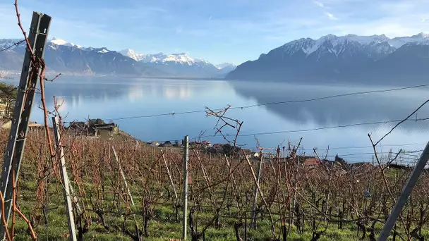 Une année à la vigne - Les domaines du possible (2/4) - Printemps