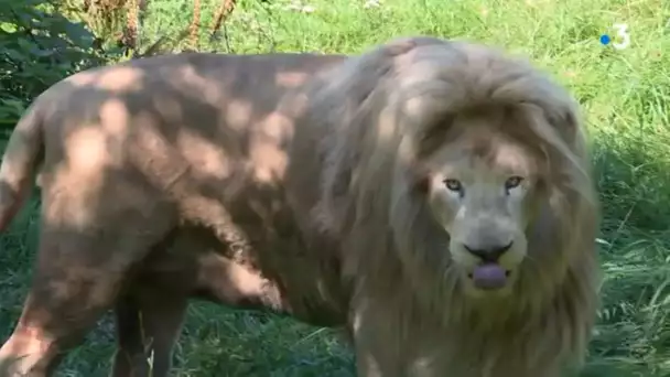 Refuge de l'Arche à Château-Gontier : pass sanitaire et arrivée d'un lion