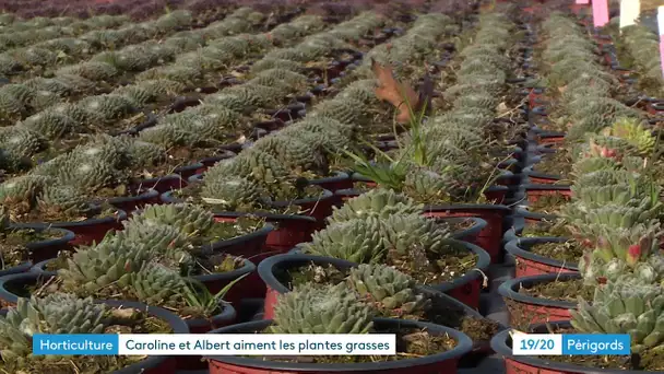 Horticulture : un couple spécialiste des plantes grasses à Rouffignac