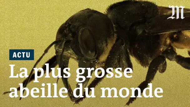 Cette abeille fait 4 fois la taille d'une abeille à miel