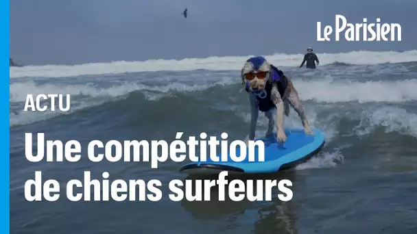En Californie, des chiens s'affrontent lors des championnats du monde de surf canin