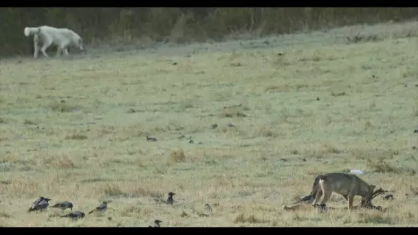 Loups dans leur milieu naturel © Fabien Bruggmann