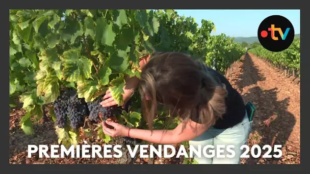 Les premières vendanges 2025 ont commencé dans le Var