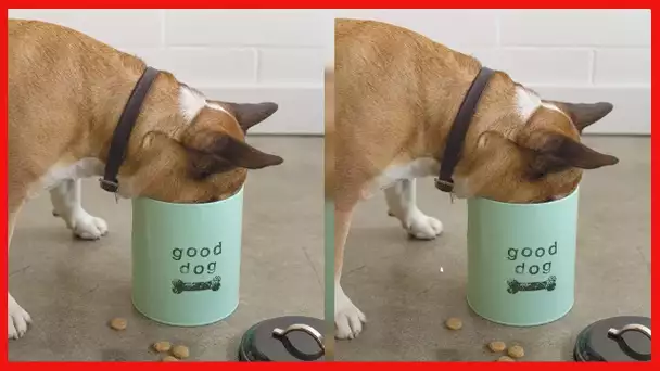 Now Designs Dog Biscuits Tin with Lid, Good Dog Design