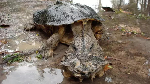 LES TORTUES LES PLUS ÉTRANGES ET LES PLUS DANGEREUSES DU MONDE … !