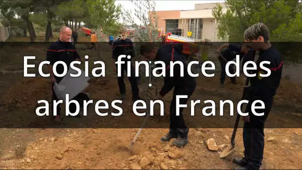 Quand la toile finance la plantation d'arbres pyrorésistants