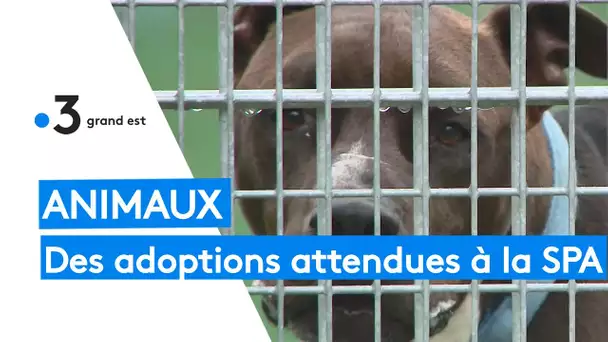 Animaux : des adoptions attendues à la SPA de Strasbourg