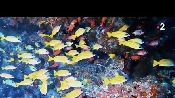 Maldives : Coraux, un trésor à sauver