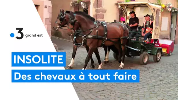 Ribeauvillé : deux chevaux remplacent une balayeuse et un véhicule de police