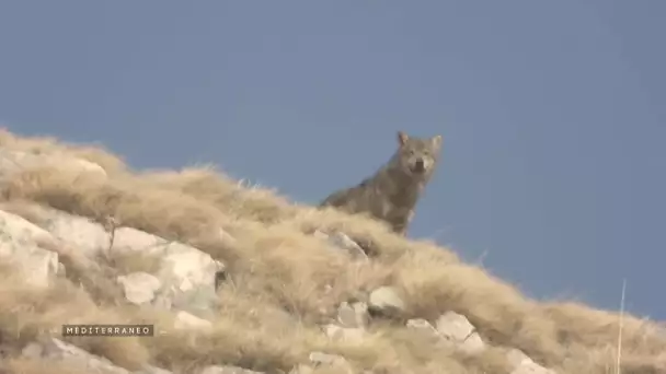 MEDITERRANEO – En Italie, dans les Abruzzes, les habitants ont appris à vivre en paix avec le loup