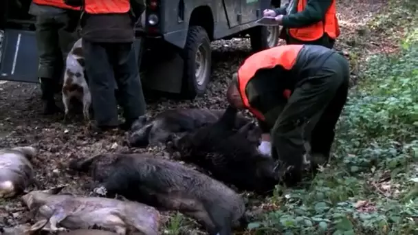 La chasse comme outil de régulation des populations de grand gibier de forêt