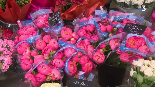 Montpellier : la pivoine plus forte que le muguet dans la plaine de Mauguio