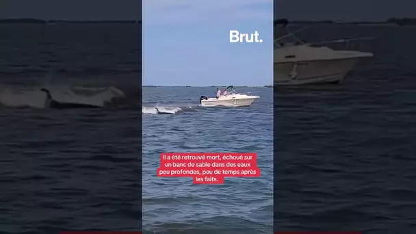 Une baleine de six mètres meurt après avoir percuté un bateau de plaisance