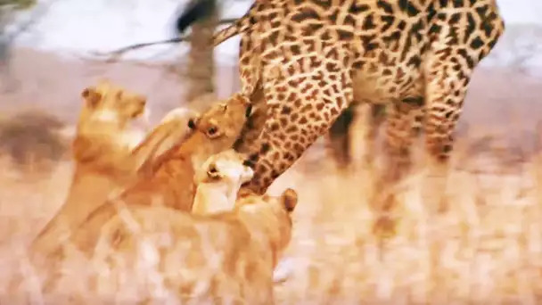 Lionnes VS girafe, ça tourne pas ouf - ZAPPING SAUVAGE