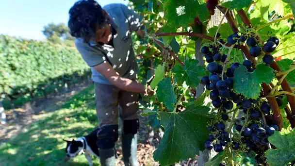 La France, premier producteur de vin au monde : le secteur se réjouit et appelle à anticiper le c…
