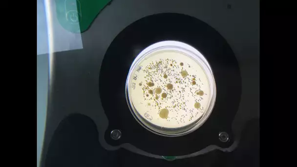 L'Unité Mixte de Recherche  sur le Fromage d'Aurillac: un labo dédié aux bactéries du lait