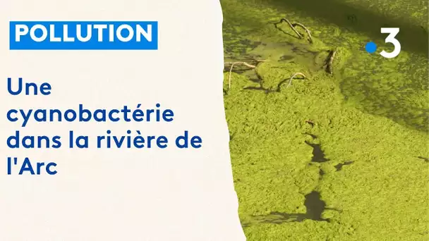 Pollution : une cyanobactérie dans la rivière de l'Arc