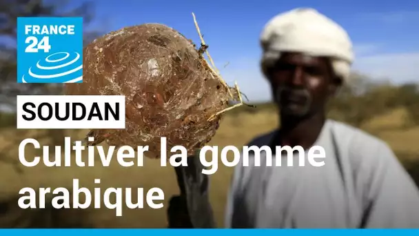 Au Soudan, la culture de la gomme arabique de moins en moins prisée • FRANCE 24