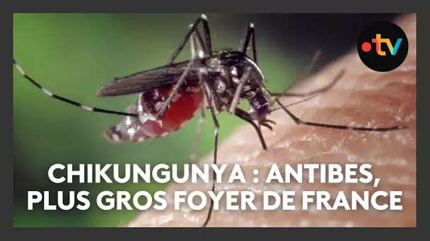 Chikungunya : toujours plus de cas en région Paca, toujours un gros foyer à Antibes